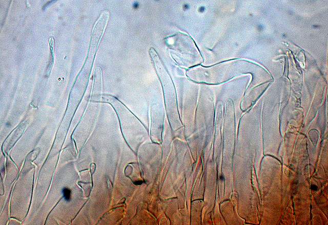 Cortinarius spec. Cod.:2392-7